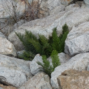 Polystichum proliferum at Yarrow, NSW - 8 Feb 2022 01:17 PM