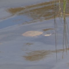 Chelodina longicollis (Eastern Long-necked Turtle) at Yarrow, NSW - 8 Feb 2022 by SteveBorkowskis