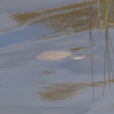 Chelodina longicollis (Eastern Long-necked Turtle) at Yarrow, NSW - 8 Feb 2022 by Steve_Bok