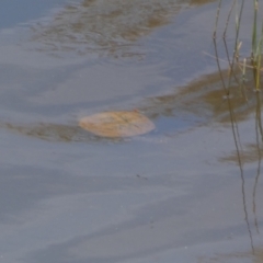 Chelodina longicollis at Yarrow, NSW - 8 Feb 2022