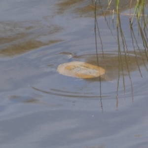 Chelodina longicollis at Yarrow, NSW - 8 Feb 2022