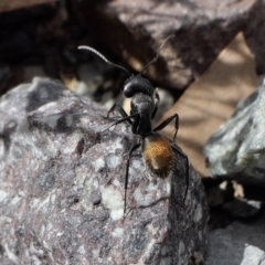 Camponotus aeneopilosus (A Golden-tailed sugar ant) at Rugosa at Yass River - 9 Feb 2022 by SenexRugosus