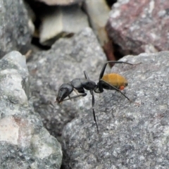 Camponotus aeneopilosus at Yass River, NSW - 9 Feb 2022 09:23 PM