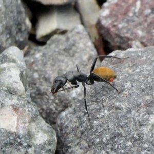 Camponotus aeneopilosus at Yass River, NSW - 9 Feb 2022