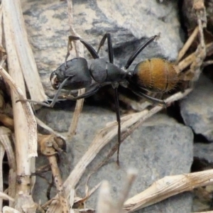 Camponotus aeneopilosus at Yass River, NSW - 9 Feb 2022