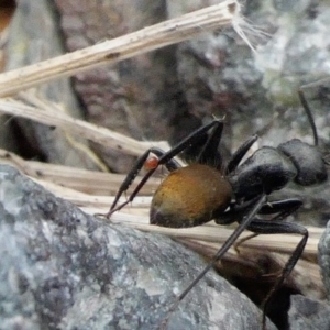 Camponotus aeneopilosus at Yass River, NSW - 9 Feb 2022 09:23 PM