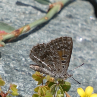 Lucia limbaria (Chequered Copper) at Googong Foreshore - 8 Feb 2022 by Steve_Bok