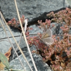 Lucia limbaria at Yarrow, NSW - 8 Feb 2022