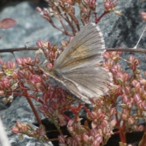 Lucia limbaria at Yarrow, NSW - 8 Feb 2022