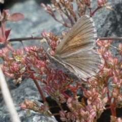 Lucia limbaria at Yarrow, NSW - 8 Feb 2022