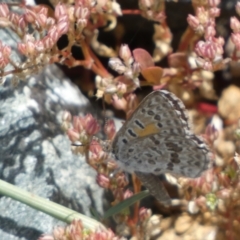 Lucia limbaria at Yarrow, NSW - 8 Feb 2022