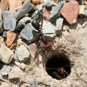 Iridomyrmex purpureus at Yass River, NSW - 8 Feb 2022