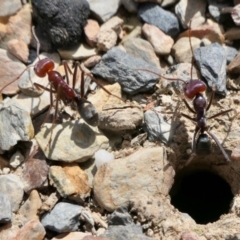 Iridomyrmex purpureus at Yass River, NSW - 8 Feb 2022