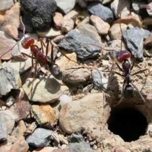 Iridomyrmex purpureus at Yass River, NSW - 8 Feb 2022