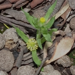 Triptilodiscus pygmaeus (Annual Daisy) at Bruce Ridge - 18 Oct 2020 by JanetRussell