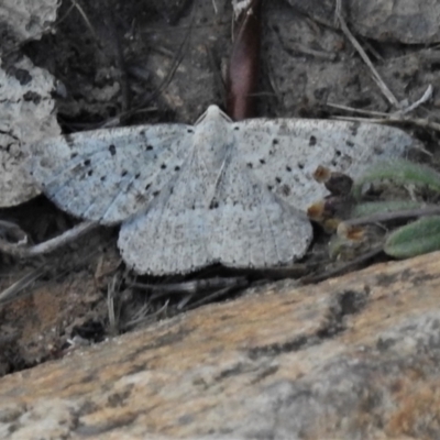 Taxeotis reserata (A Geometer moth) at Namadgi National Park - 7 Feb 2022 by JohnBundock