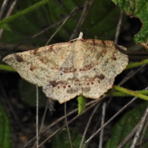 Rhinodia rostraria at Tennent, ACT - 7 Feb 2022 12:14 PM