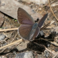 Erina hyacinthina (Varied Dusky-blue) at Yass River, NSW - 6 Feb 2022 by SenexRugosus