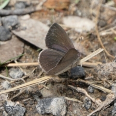 Erina hyacinthina at Yass River, NSW - 6 Feb 2022 02:50 PM