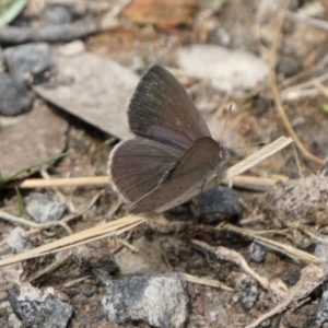 Erina hyacinthina at Yass River, NSW - 6 Feb 2022 02:50 PM