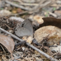 Erina hyacinthina at Yass River, NSW - 6 Feb 2022