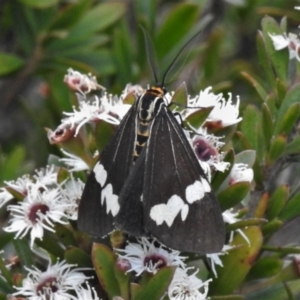 Nyctemera amicus at Tennent, ACT - 7 Feb 2022