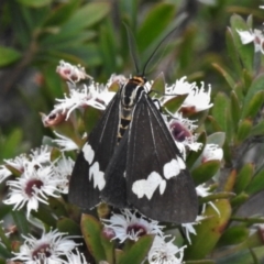 Nyctemera amicus (Senecio or Magpie moth) at Tennent, ACT - 7 Feb 2022 by JohnBundock