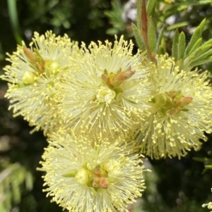 Callistemon pityoides at Crackenback, NSW - 22 Jan 2022