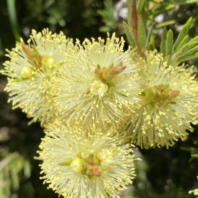 Callistemon pityoides (Alpine Bottlebrush) at Crackenback, NSW - 22 Jan 2022 by NedJohnston