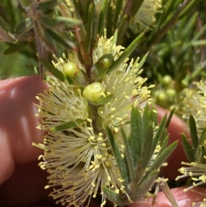 Callistemon pityoides at Crackenback, NSW - 22 Jan 2022