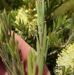 Callistemon pityoides at Crackenback, NSW - 22 Jan 2022