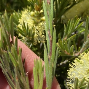 Callistemon pityoides at Crackenback, NSW - 22 Jan 2022 03:00 PM