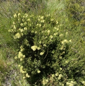 Callistemon pityoides at Crackenback, NSW - 22 Jan 2022