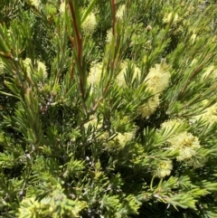 Callistemon pityoides at Crackenback, NSW - 22 Jan 2022