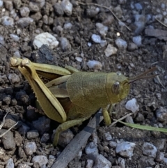 Percassa rugifrons (Mountain Grasshopper) at Crackenback, NSW - 22 Jan 2022 by Ned_Johnston