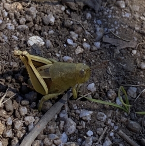 Percassa rugifrons at Crackenback, NSW - 22 Jan 2022