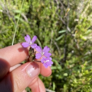 Epilobium gunnianum at Crackenback, NSW - 22 Jan 2022 02:57 PM