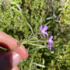 Epilobium gunnianum at Crackenback, NSW - 22 Jan 2022