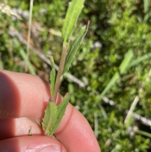 Epilobium gunnianum at Crackenback, NSW - 22 Jan 2022