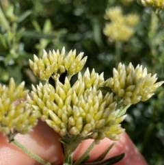 Cassinia monticola at Crackenback, NSW - 22 Jan 2022