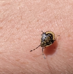 Anischys sp. (genus) (Unidentified Anischys bug) at Kosciuszko National Park - 22 Jan 2022 by Ned_Johnston