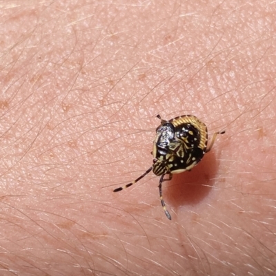 Anischys sp. (genus) (Unidentified Anischys bug) at Jagungal Wilderness, NSW - 22 Jan 2022 by Ned_Johnston