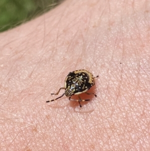 Anischys sp. (genus) at Jagungal Wilderness, NSW - 22 Jan 2022 02:30 PM