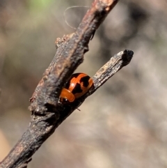 Peltoschema festiva (Leaf Beetle) at Kosciuszko National Park, NSW - 22 Jan 2022 by NedJohnston