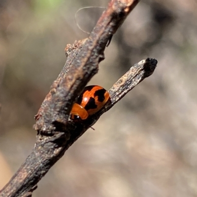 Peltoschema festiva (Leaf Beetle) at Kosciuszko National Park - 22 Jan 2022 by Ned_Johnston