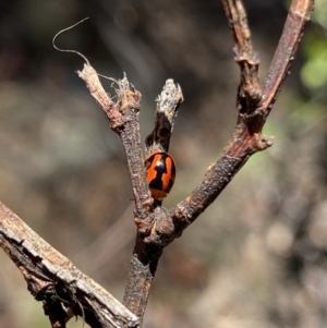 Peltoschema festiva at Kosciuszko National Park, NSW - 22 Jan 2022