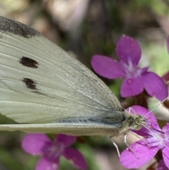 Pieris rapae (Cabbage White) at Kosciuszko National Park, NSW - 22 Jan 2022 by NedJohnston