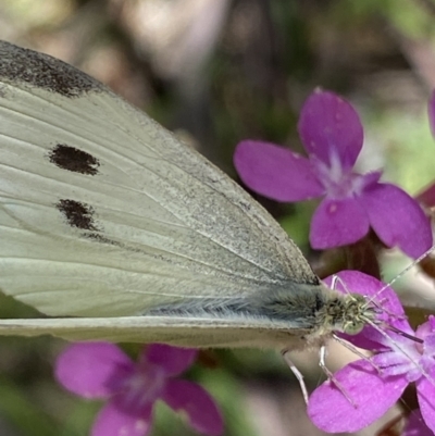 Pieris rapae (Cabbage White) at Kosciuszko National Park, NSW - 22 Jan 2022 by NedJohnston