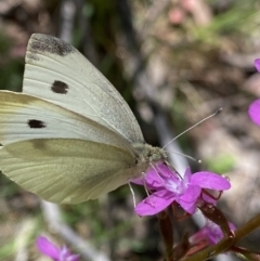 Pieris rapae at Kosciuszko National Park, NSW - 22 Jan 2022