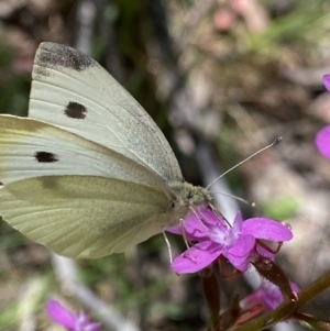 Pieris rapae at Kosciuszko National Park, NSW - 22 Jan 2022